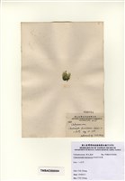 藏品(短硬毛藻)的圖片